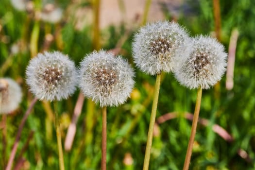 Close-up of dandelion seed heads in Fort Wayne, showcasing nature's delicate cycle of life and renewal.