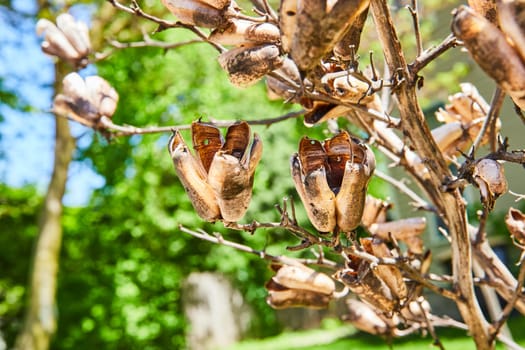 Yucca seed pods stand out in a historic Fort Wayne garden, highlighting nature's cycles and beauty.