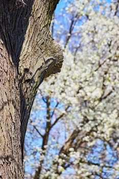 Early spring in Fort Wayne: textured tree bark and dreamy white blossoms capture nature's renewal.