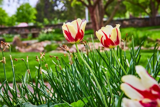 Vibrant tulips bloom in Warsaw Biblical Gardens, Indiana, showcasing spring renewal amidst lush greenery.