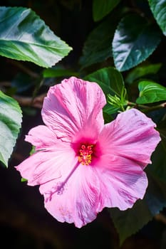 Vibrant pink hibiscus in bloom, contrasting dark green leaves, Fort Wayne Children's Zoo, Indiana.