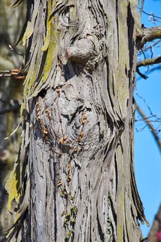 Vivid tree bark close-up at Fort Wayne, showcasing patterns with moss and leaves against a blue sky.