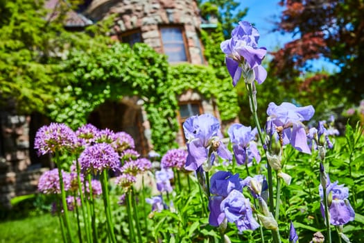 Vibrant purple iris and alliums bloom before a historic ivy-clad building in Fort Wayne, embodying timeless elegance.