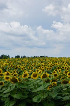 Sunflower field in blu cloudy sky background. Copy space for your text. Natural botany backdrop on gold sunset. Setting sun on field of yellow sunflowers. Flowering meadow on beautiful summer landscape