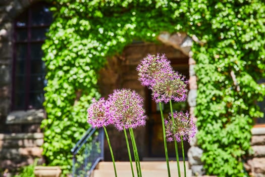 Purple alliums flourish in front of ivy-clad stone in historic Fort Wayne, capturing timeless natural beauty.