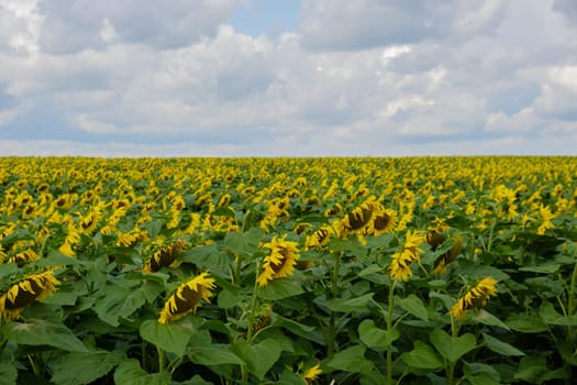 Beautiful sunflower agricultural field. Industrial farming field of blooming sunflowers. Harvest concept. Rural Sunflowers for oil production agronomy landscape