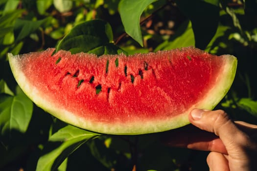 Fresh juicy red watermelon slice in hands on background of outdoor garden in summertime during sunset. Concept of summer holidays and vacation. Slow-living simple pleasures