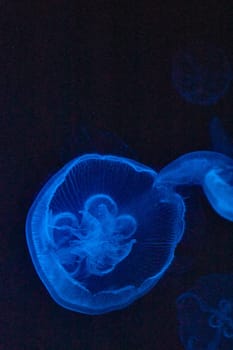 Ethereal jellyfish illuminate the depths at Fort Wayne Children's Zoo, Indiana, showcasing nature's tranquil beauty.