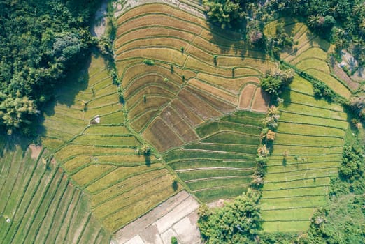 A beautiful aerial perspective showing the intricate pattern of rice terraces in a rural area of Asia under the soft late afternoon light.