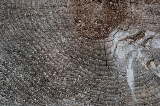 texture of the tree cut close-up. Wooden natural background