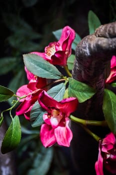 Vibrant pink flowers embrace a rugged trunk in a lush, tropical setting at Fort Wayne Children's Zoo.