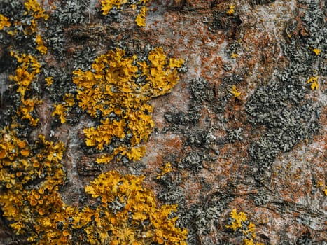 old birch bark texture with moss close-up