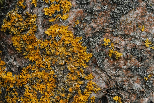 texture of the tree bark of a birch close up