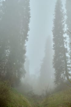 A misty natural landscape filled with towering larch trees creating an atmospheric phenomenon in the grey sky, branches and twigs disappearing into the foggy wood