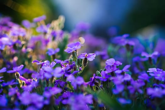 aubrieta blooming blue-violet flowers in spring garden close up