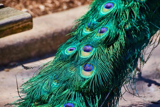 Vibrant peacock feathers display at Fort Wayne Children's Zoo, Indiana, showcasing nature's artistry.