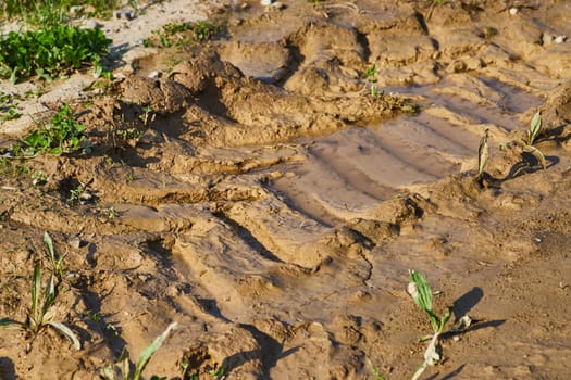 Sunlit muddy terrain in Fort Wayne, Indiana, with vibrant reflections and emerging vegetation.