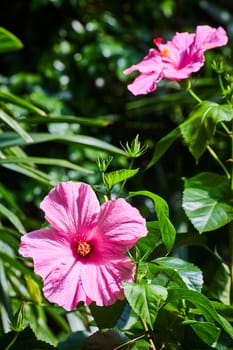 Vibrant pink hibiscus bloom at Fort Wayne, showcasing nature's beauty against a dreamy, sunlit foliage backdrop.