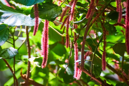 Close-up of exotic pink caterpillar-like flowers and lush green leaves in sunlight, Fort Wayne Zoo.