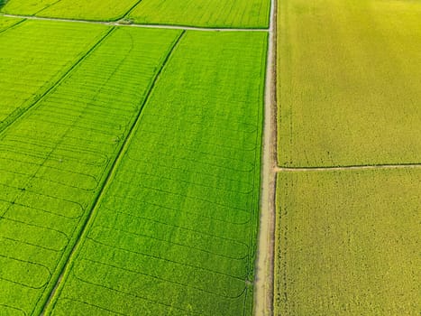 Aerial view of green and yellow rice fields. Sustainable agriculture with carbon neutrality and natural patterns. Sustainable rice farming. Sustainable agriculture and carbon-neutral farming.