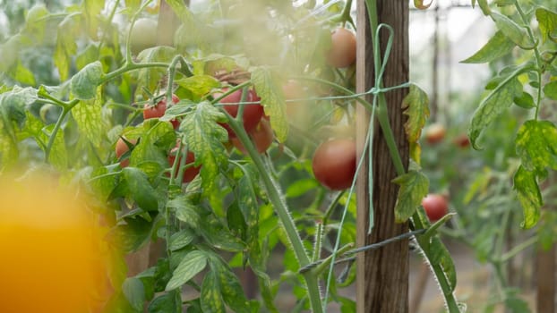 Cherry tomato harvest in greenhouse. Vegetable farmland ripe fresh tasty vegeculture food ingredients. Agriculture healthy cultivation concept