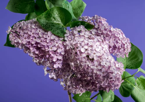 Beautiful blooming Pink flowers of Syringa vulgaris (Common lilac) on a violet background. Flower head close-up.