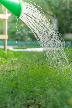 Farmers watering green dill in garden open air. Organic home gardening and cultivation of greenery herbs concept. Locally grown fresh veggies