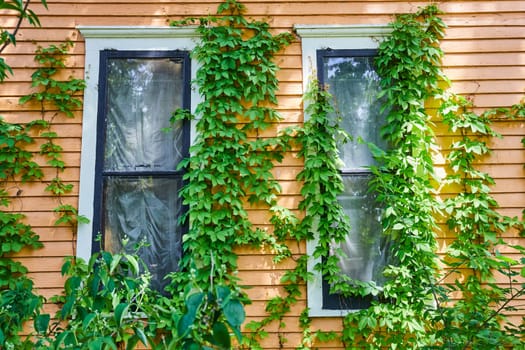 Historic yellow house in Fort Wayne, adorned with lush ivy, showcasing nature's embrace of vintage architecture.
