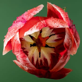 Beautiful red tulip flower on a green background. Flower head close-up.