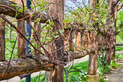 Rustic wooden fence with climbing vines in Warsaw Biblical Gardens, perfect for spring garden themes.