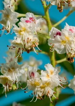 Beautiful white horse chestnut tree blossoms on a blue background. Flower head close-up.