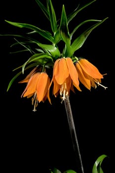 Beautiful Crown imperial flower blossom isolated on a black background. Flower head close-up.