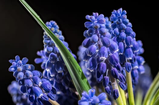 Beautiful blooming grape hyacinth Muscari Alida flower isolated on a black background. Flower head close-up.