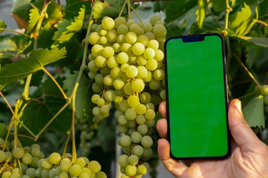 Farmer hand holding mobile phone with empty green chroma key screen. Mock up outside on farm agriculture concept. Green fresh grapes background. Harvesting technology innovations