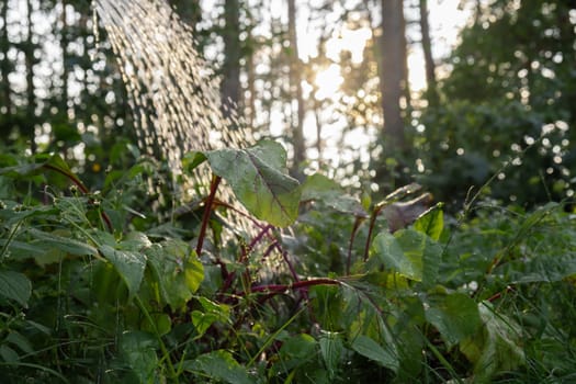 Close up of Red beet. Watering Beetroot plant in the field. Concept of agriculture gardening in country side living. Veganism seasonal vegetable food production