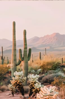 Plant called Cactus: Cacti against the background of the desert and high rocks and mountains.