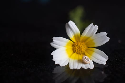 A flower from the daisy family, with white and yellow petals, with a snail perched on it. This herbaceous plant is an annual plant, perfect for macro and still life photography
