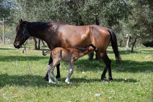 little foal brown horse I hid behind my mom the summer, playing hide and seek