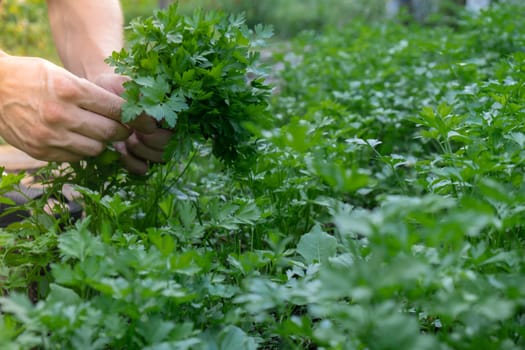 Farmers hands collect parsley in garden open air. Organic home gardening and cultivation of greenery herbs concept. Locally grown fresh veggies