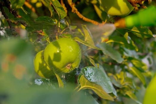Close up of spraying insecticides and pesticides apple in garden open air during sunset. Harvest protection. Organic home gardening and cultivation of greenery concept. Locally grown fresh fruits