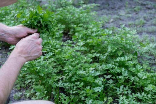 Man hands harvesting green herbs in outdoor garden. Concept of healthy eating homegrown greenery vegetables. Seasonal countryside cottage core life. Farm produce