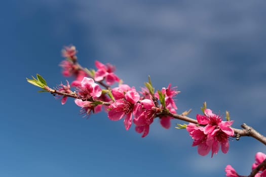 Pink flowers peach tree branch with a blue sky in the background. The flowers are in full bloom and the sky is clear and bright
