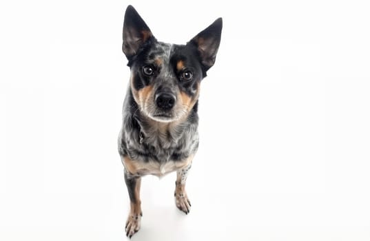 A direct front view of an Australian Cattle Dog with a sharp, inquisitive look. Its compact stature and mottled coat are clearly visible against the white backdrop