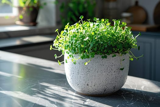 Lush microgreens in a pot on the kitchen counter close-up. Eco vegan healthy lifestyle bio banner.