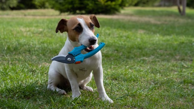 The dog is holding a pruner tool. Jack russell terrier holds gardener tools and is engaged in farming