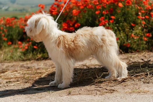 White dog puppy walks in a poppy field. Natural background with dog puppy sitting on a summer Sunny meadow surrounded by flowers