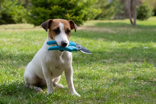 The dog is holding a pruner tool. Jack russell terrier holds gardener tools and is engaged in farming