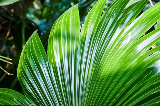 Lush green palm leaf with dew, bathed in soft light, in a tropical setting at Fort Wayne Zoo, Indiana.