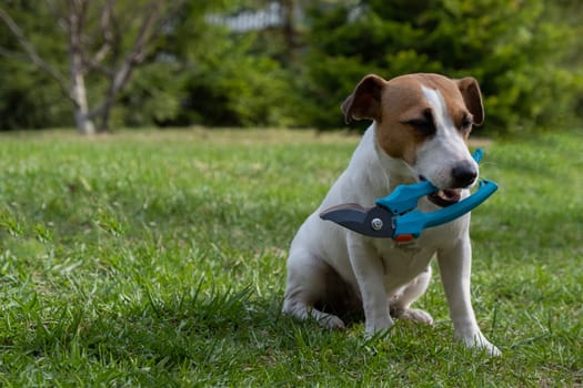 The dog is holding a pruner tool. Jack russell terrier holds gardener tools and is engaged in farming