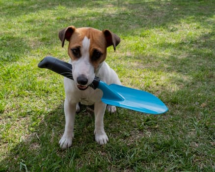 The dog is holding a shovel tool. Jack russell terrier holds gardener tools and is engaged in farming.